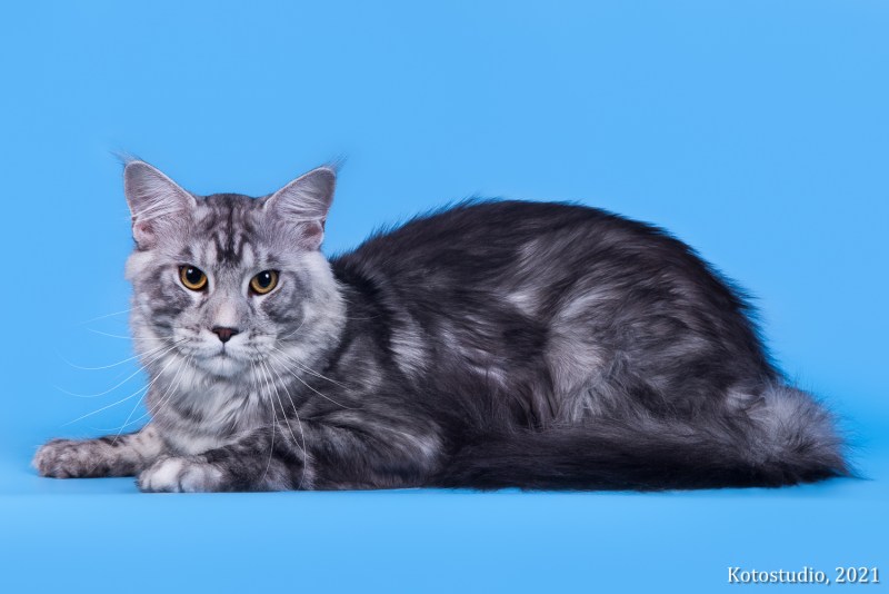 Кошка черная мраморная