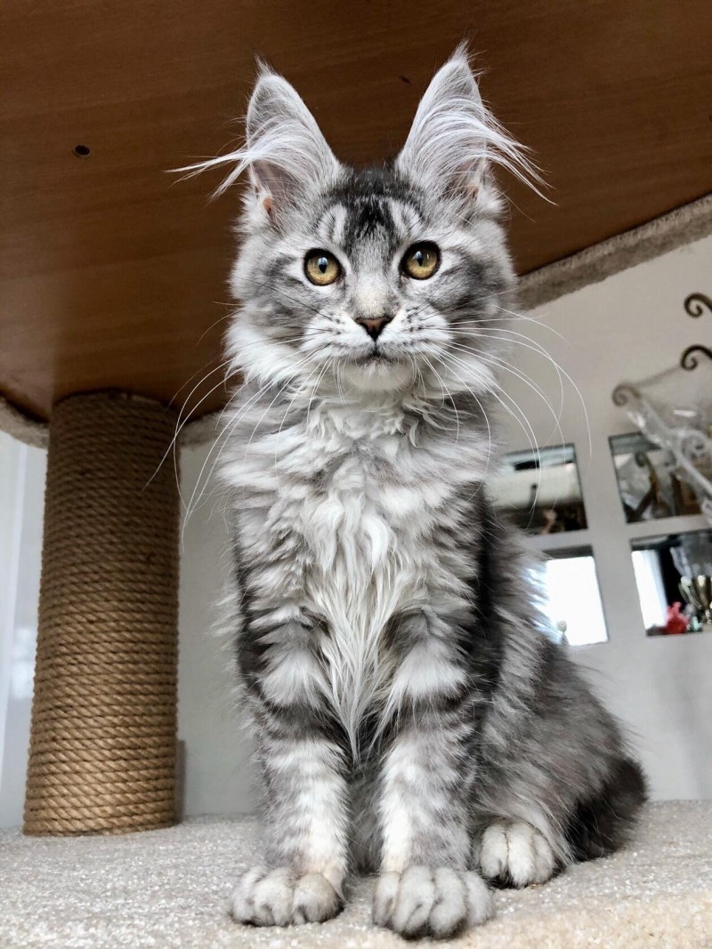 Котенок Мейн кун 6 мес мрамор на серебре