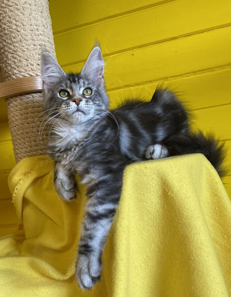 Фото котёнка Мейн куна 1 месяц рядом с обычным котенком