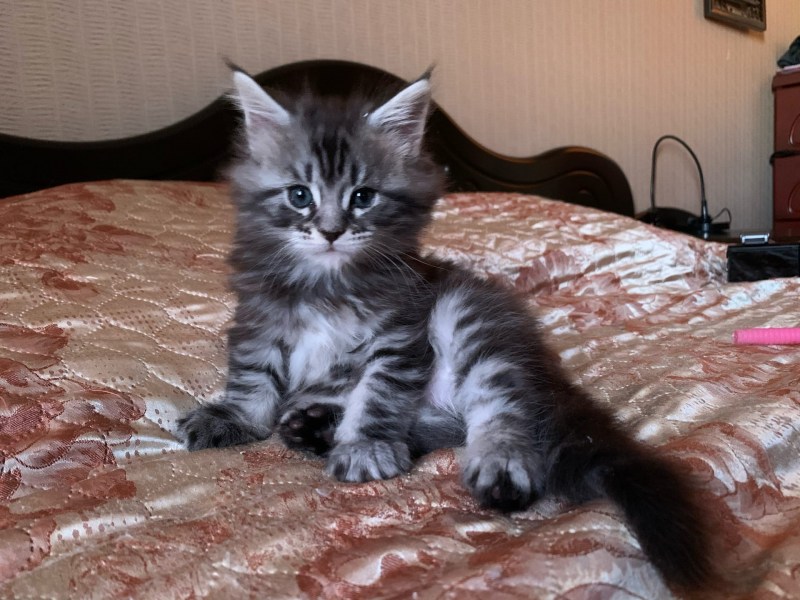 Котенок Мейн куна питомник