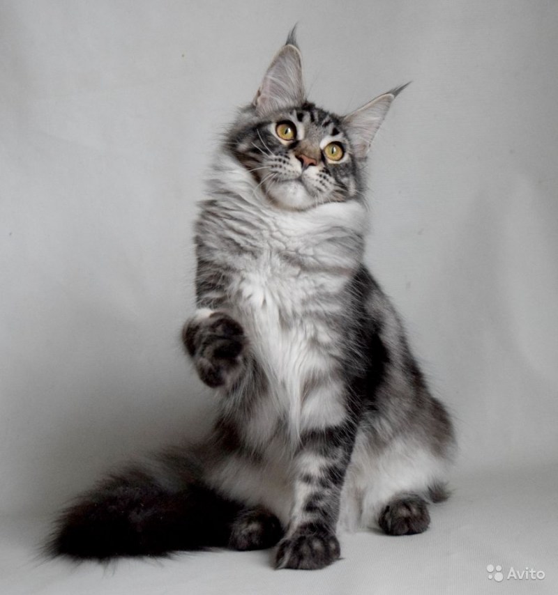 Серебристый кот Мейн кун