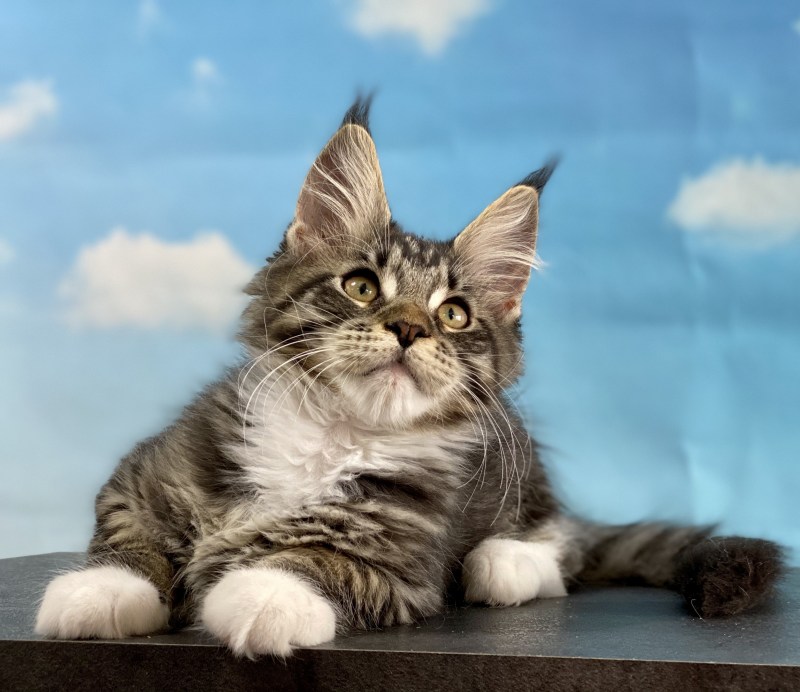 Мейн кун кот черный мраморный