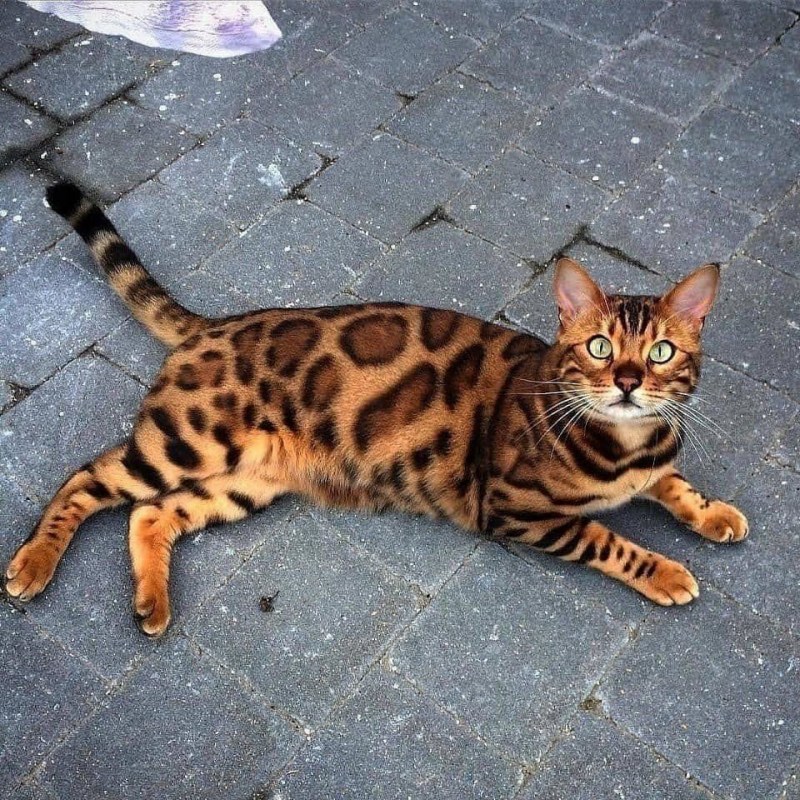 Бенгальский кот