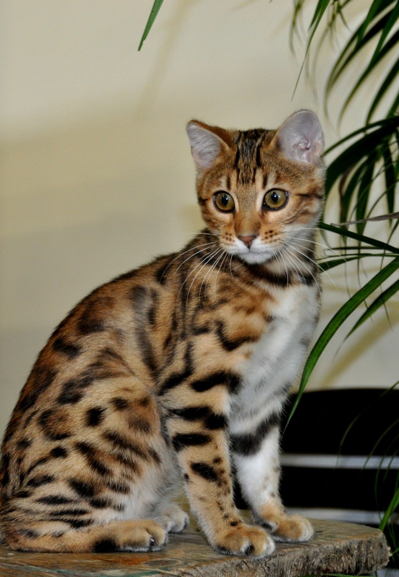 Бенгальская кошка