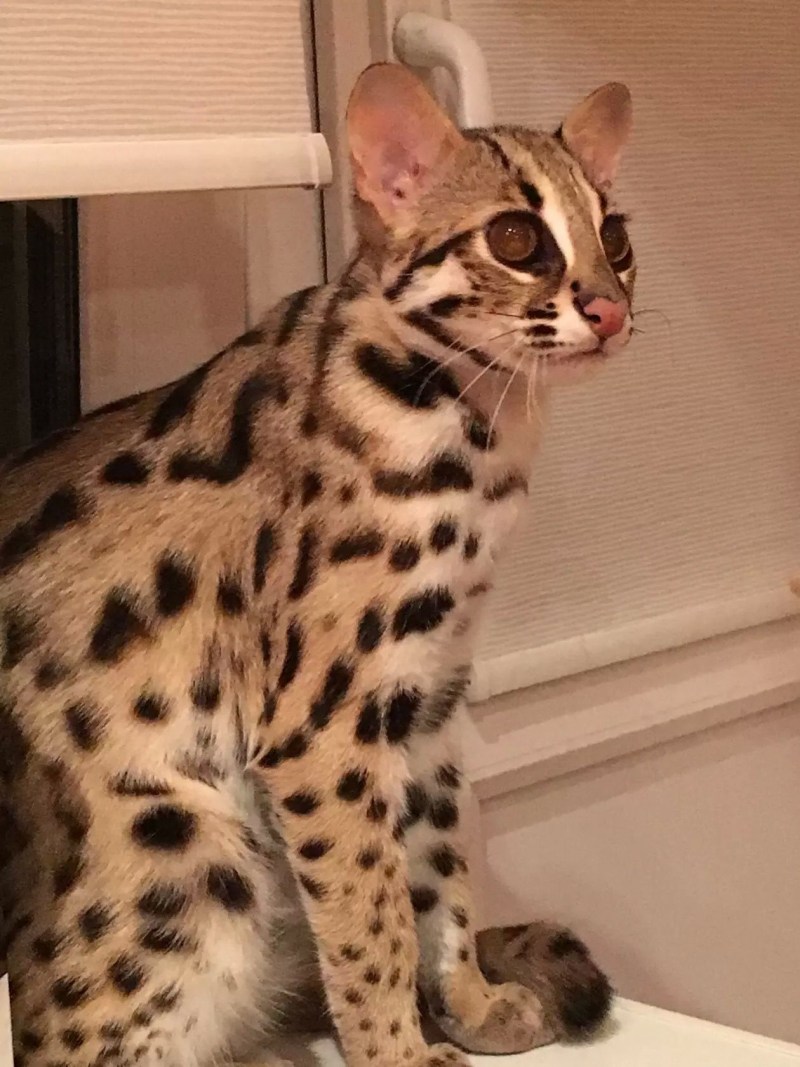 Бенгальская кошка бельгийский Синди