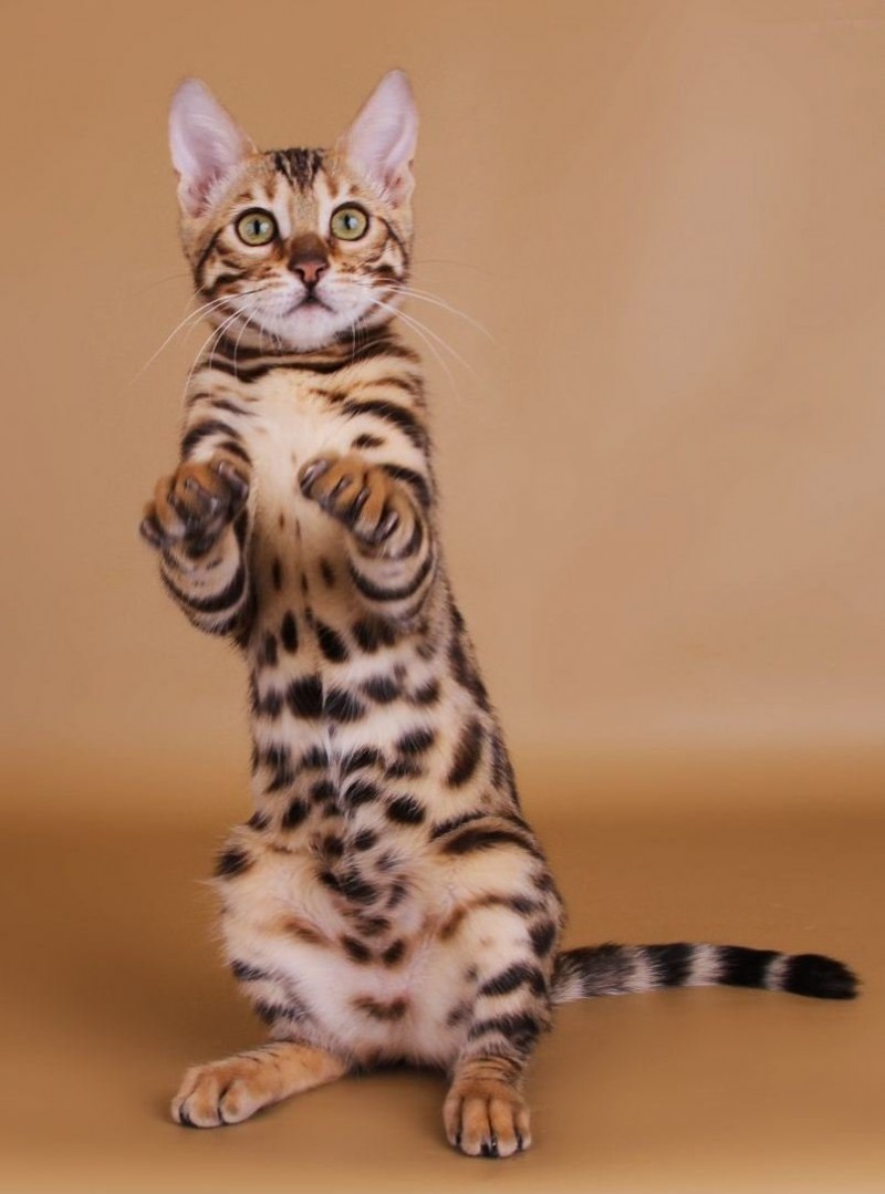 Бенгальская кошка Дикая