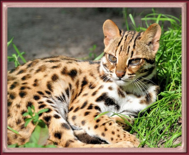 Бенгальская кошка