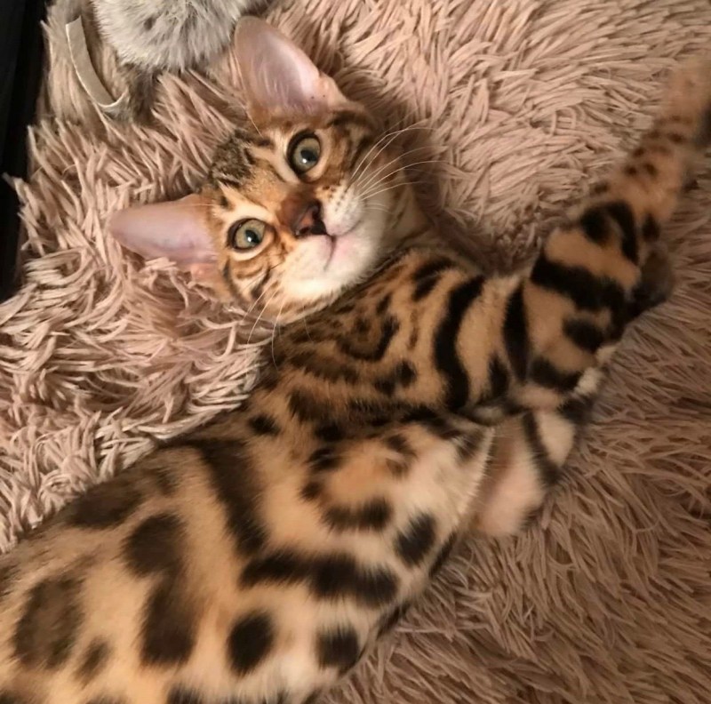 Бенгальская кошка котенок