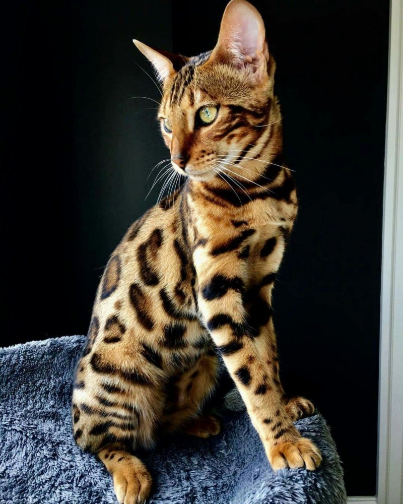 Кошки бенгальской породы