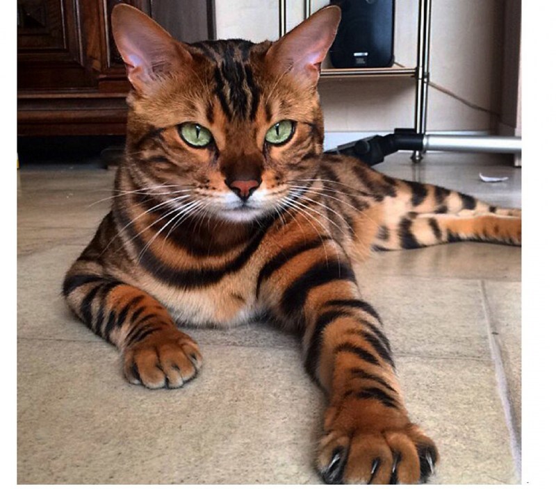 Бенгальская кошка