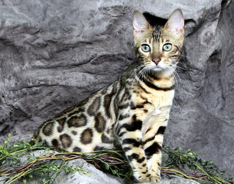 Бенгальская кошка Дикая
