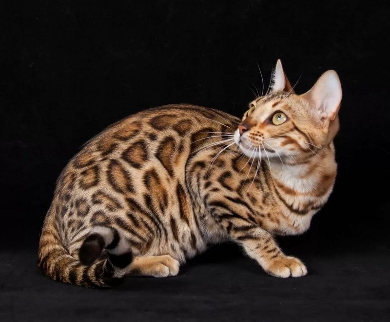 Енгаль Бенгальская кошка