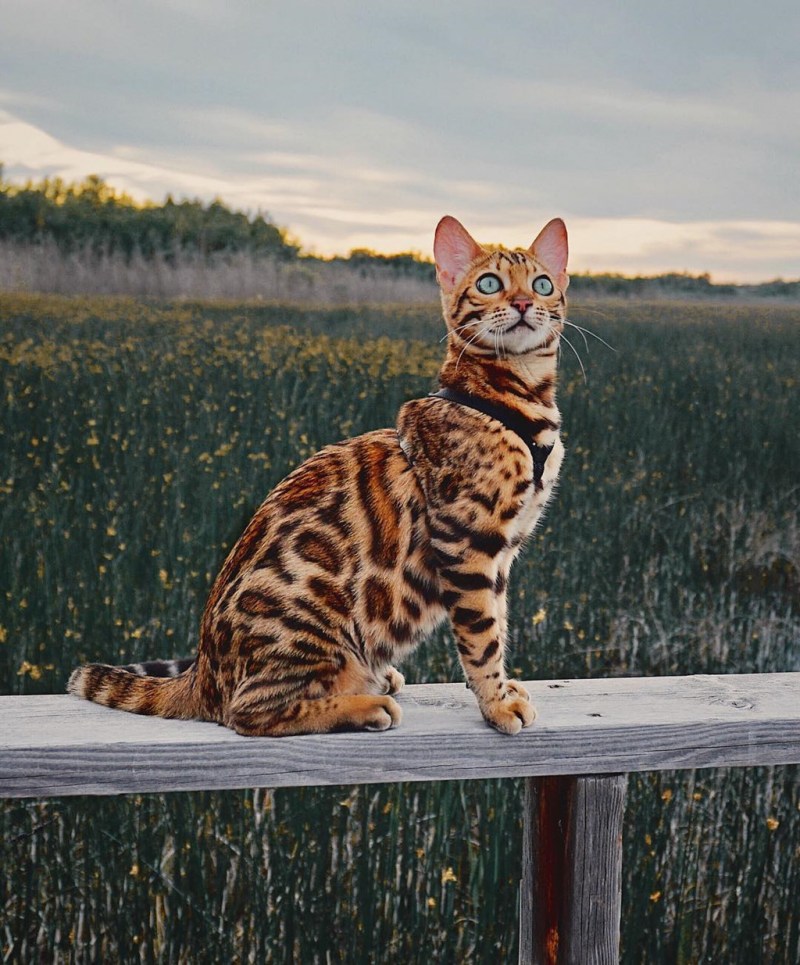 Бенгальская (Felis Silvestris catus) (Prionailurus bengalensis)
