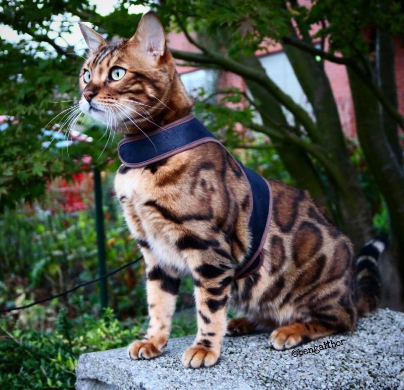 Prionailurus bengalensis