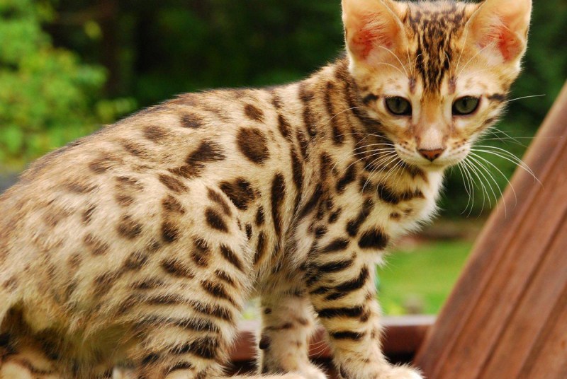 Prionailurus bengalensis