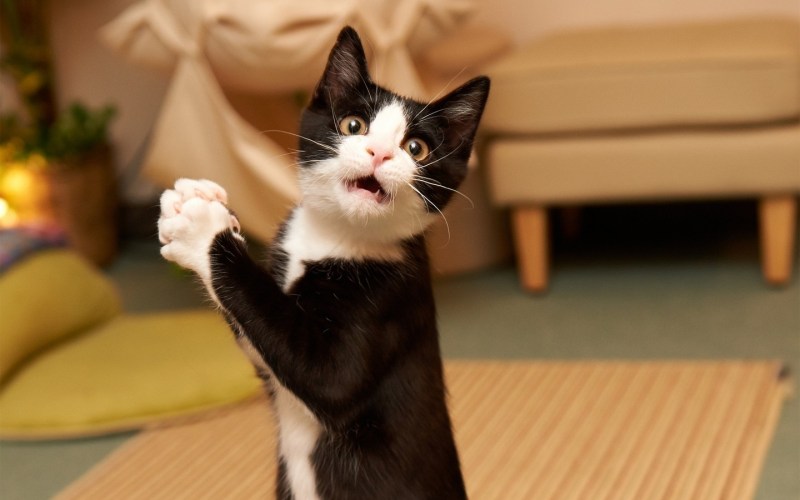Смешные котики