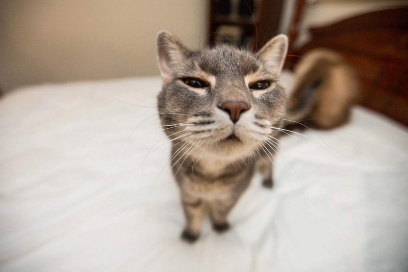 Смешной кот