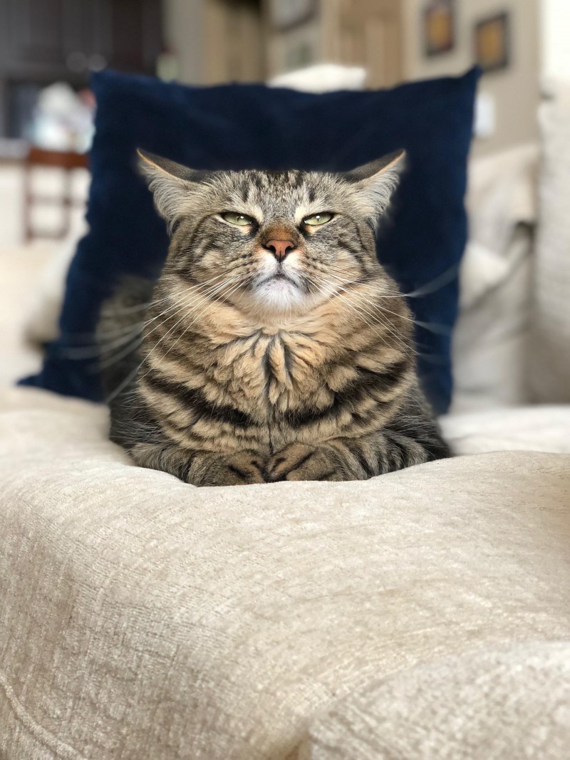 Забавный кот
