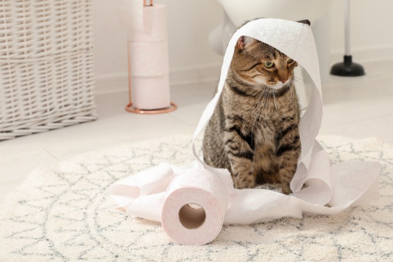 Мочекаменная болезнь у кошек