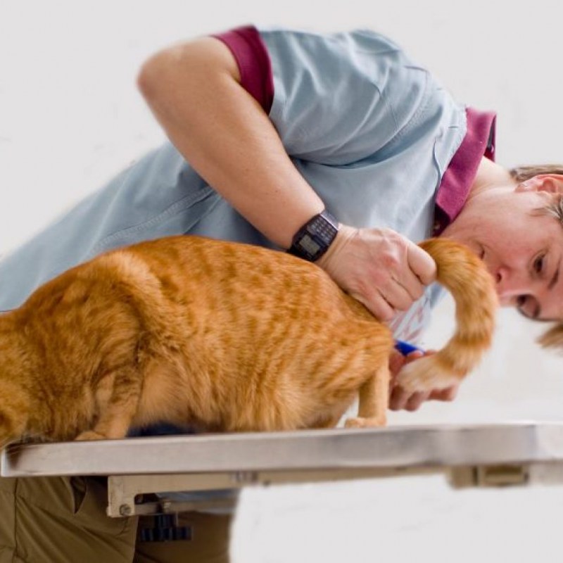 Bormann Cat Litter