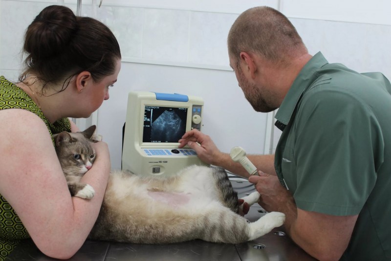 Цистит у котов симптомы