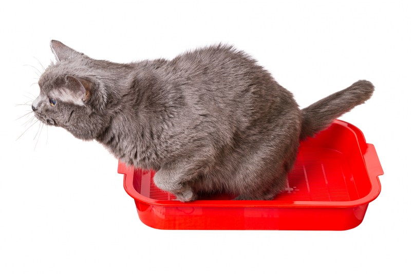 Cat's White Cat Litter