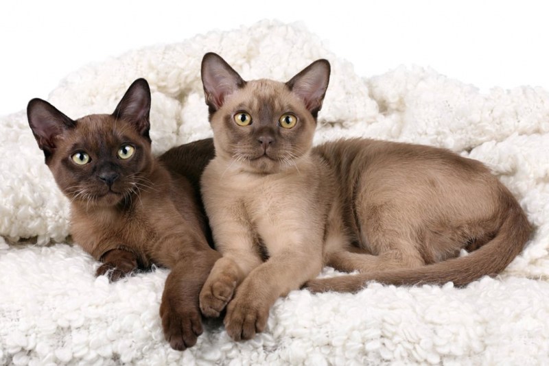 Бурманская кошка котята