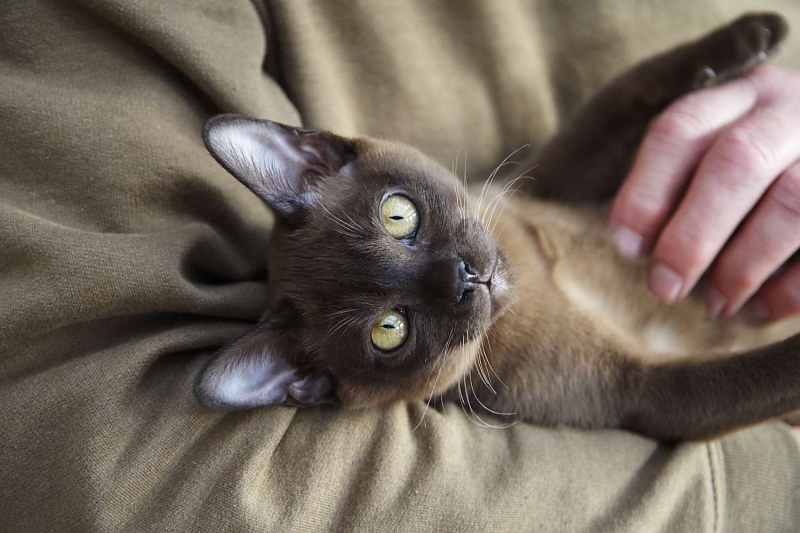 Кошка Бурма