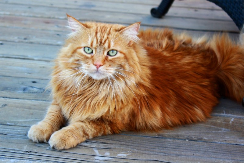 Норвежский Лесной кот рыжий