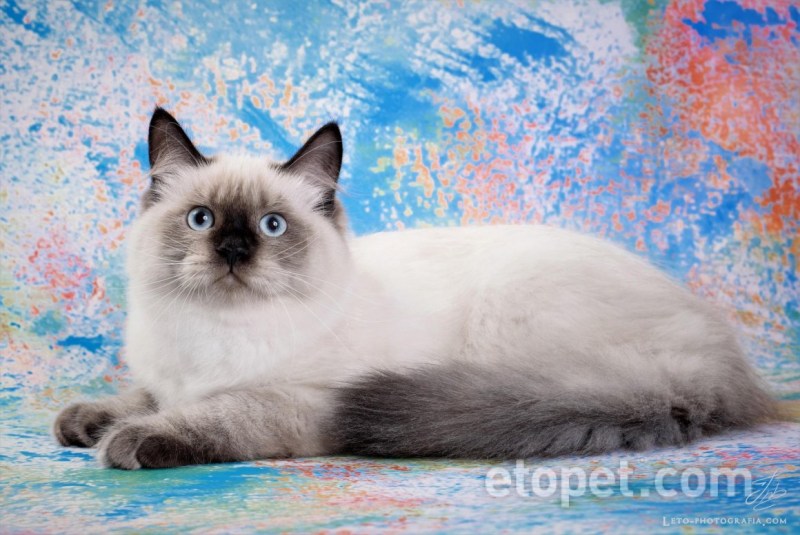 Невская маскарадная кошка