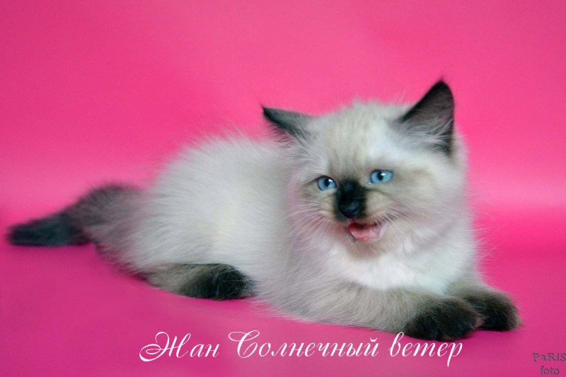 Черный котенок маскарадная