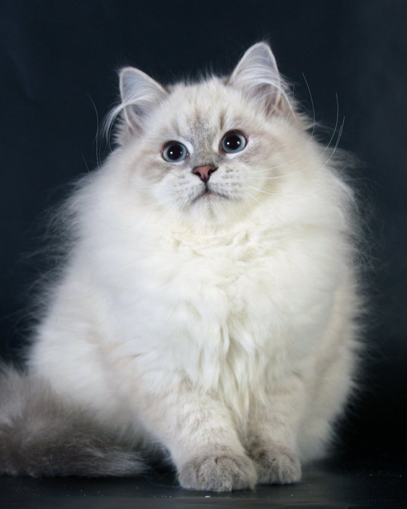 Невская маскарадная кошка колор Пойнт
