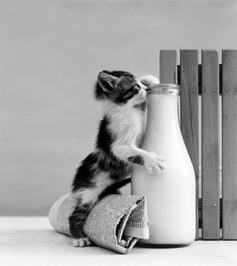 Молоко для котят