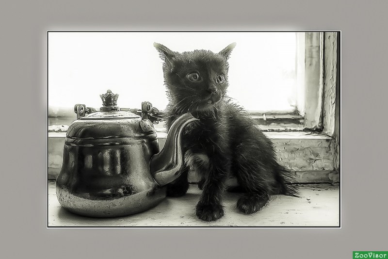 Кот и чай