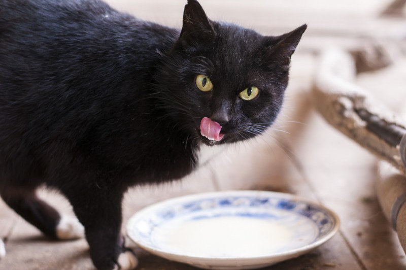 Кошка лакает