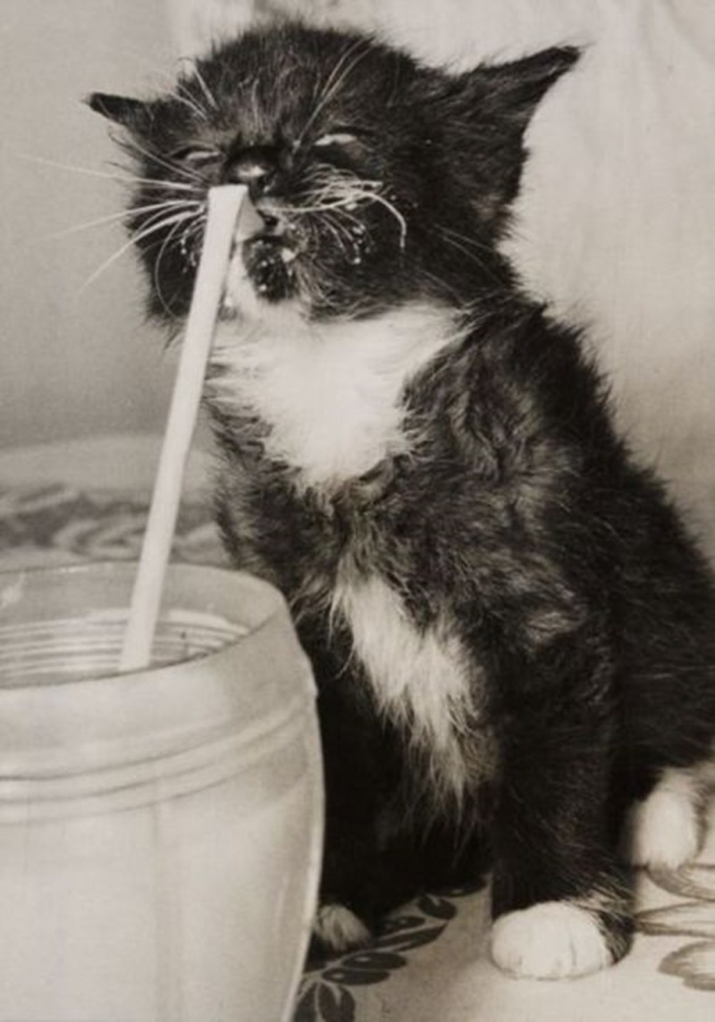 Котенок в молоке