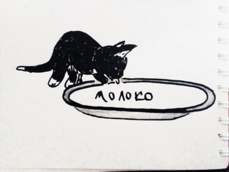 Черные котята пьют молоко