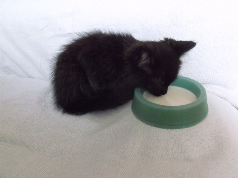 Черный котенок кушает