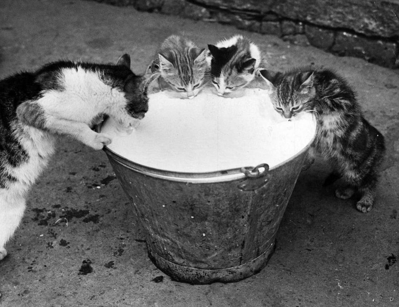 Котята пьют молоко из ведра