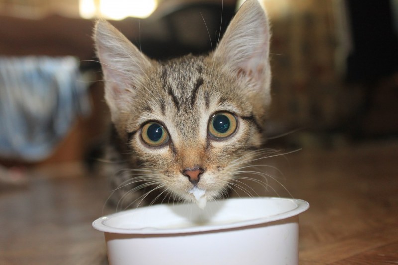 Black Kitten with Milk on face