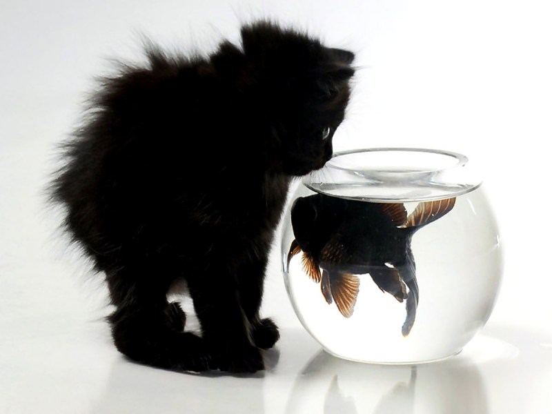 Котенок и аквариум