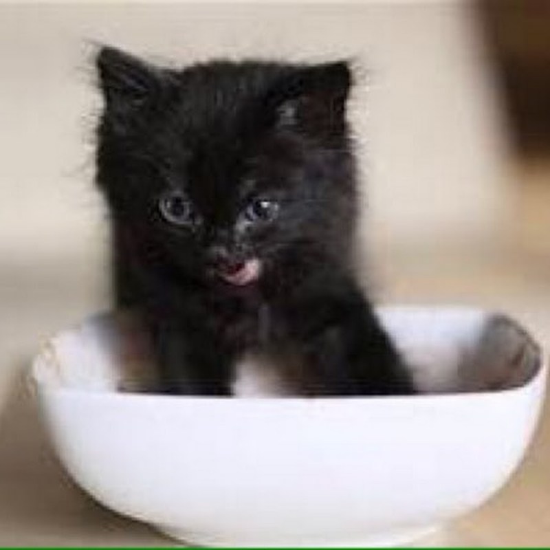 Счастливый черный котенок