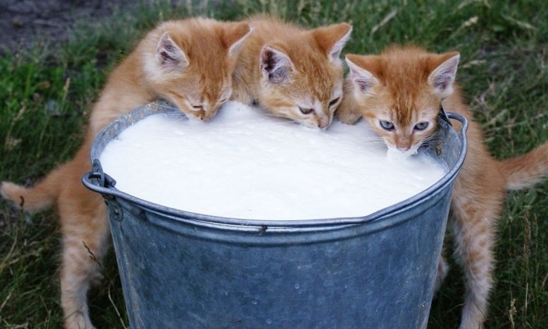 Молоко для котят
