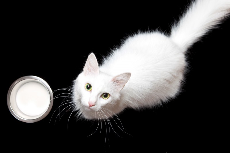 Кот и молоко