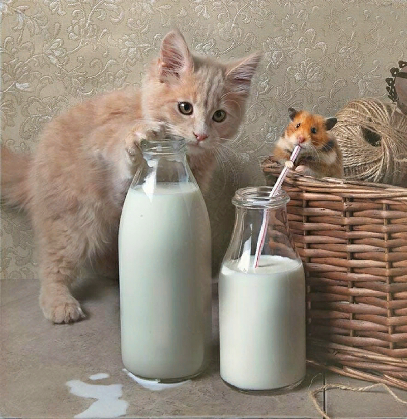 Котенок испачкался