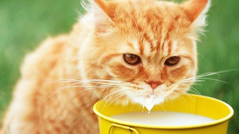 Котенок с молочными усами