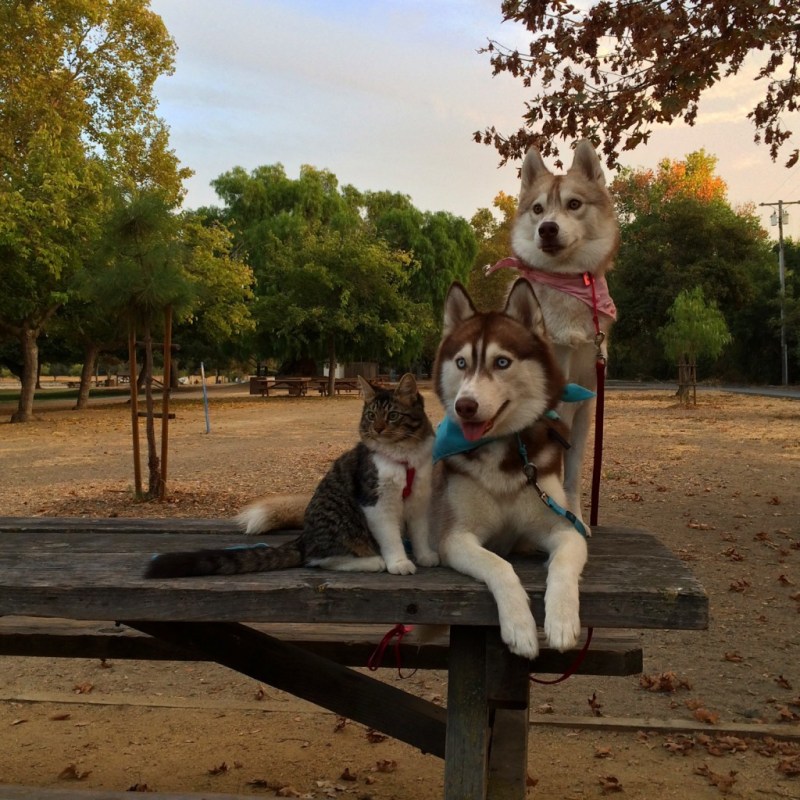 Хаски и кот