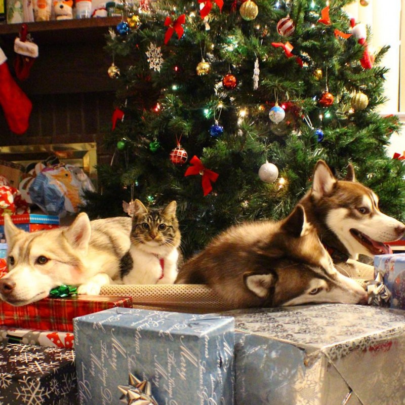 Новогодние коты и собаки