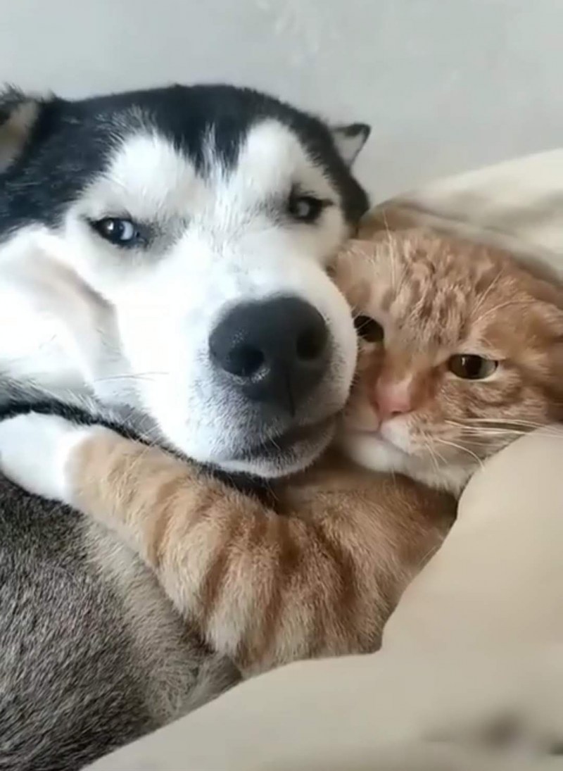 Кот обнимает собаку