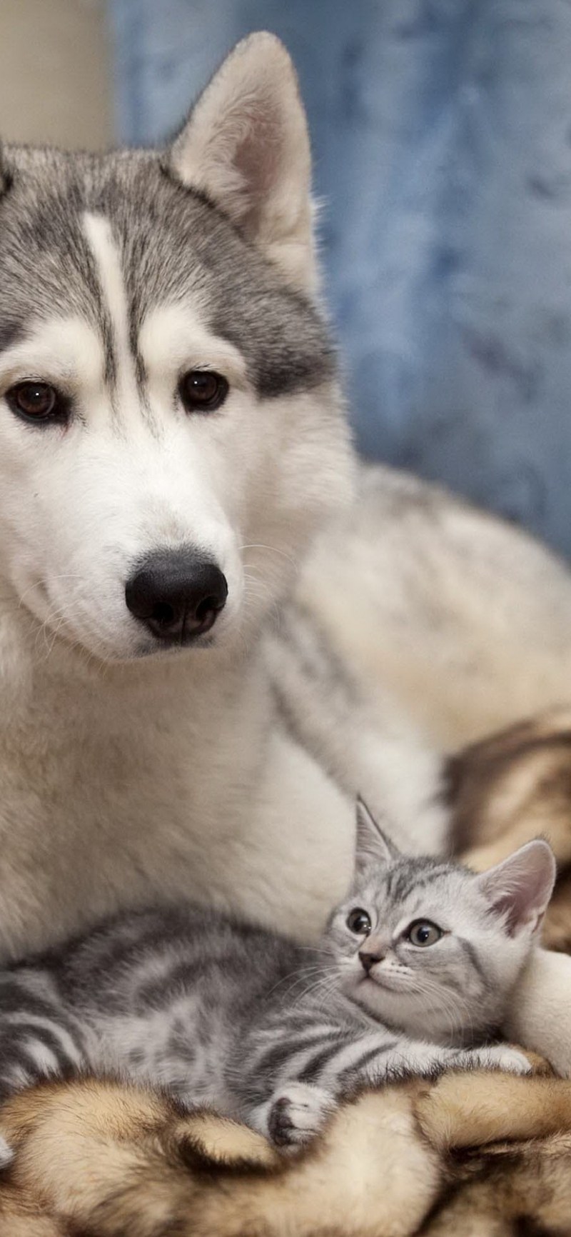 Хаски и котенок
